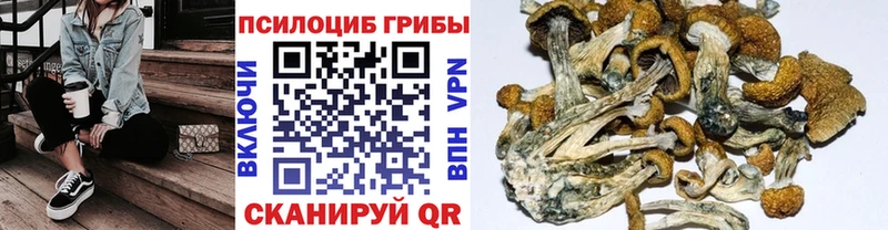 хочу наркоту  Черноголовка  Псилоцибиновые грибы Magic Shrooms 